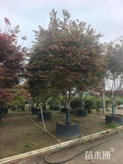 11公分红枫