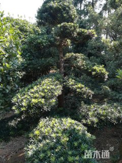 300厘米造型罗汉松