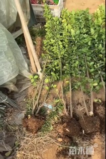 高度80厘米北海道黄杨