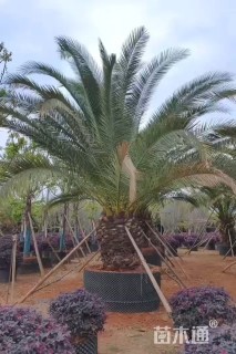 裸干高100厘米加拿利海枣