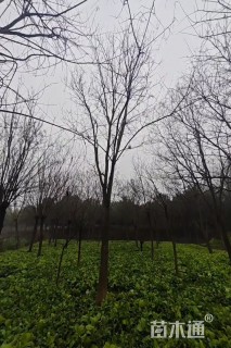 21公分国槐