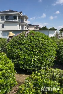 冠幅150厘米海桐球