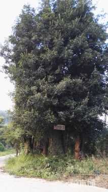 110公分石楠