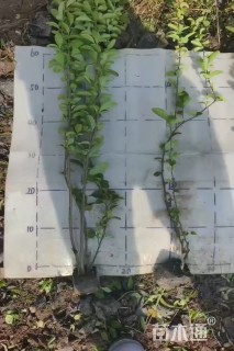 高度40厘米贴梗海棠