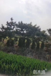高度300厘米黑松
