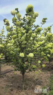 高度200厘米木绣球