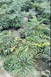 高度40厘米十大功劳