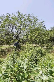 50公分(3杆)丛生香橼