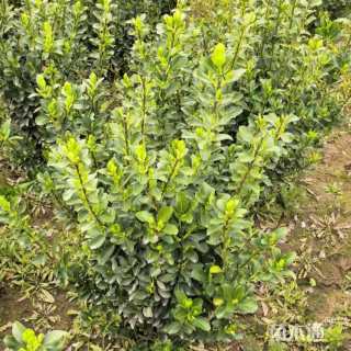 高度220厘米大叶黄杨