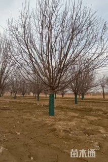 15公分绚丽海棠