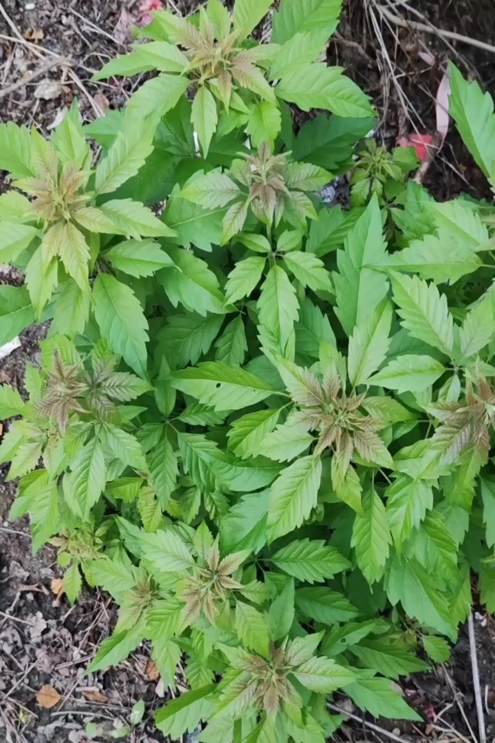 高度40厘米黄荆