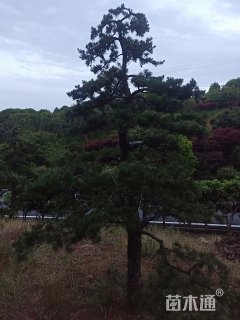 15公分造型五针松