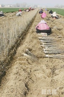 高度50厘米紫穗槐