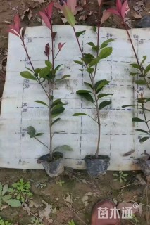 高度50厘米红叶石楠小苗