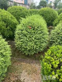 冠幅50厘米银姬小蜡球