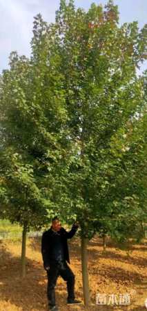 10公分美国红枫