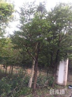 15公分台湾含笑