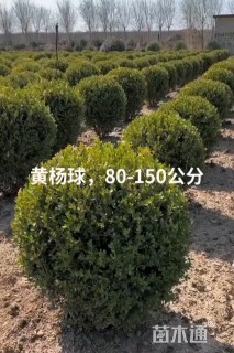 高度80厘米黄杨