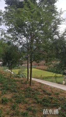 6公分南方红豆杉