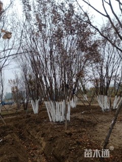 高度900厘米丛生五角枫