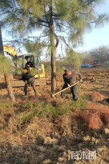 高度700厘米马尾松