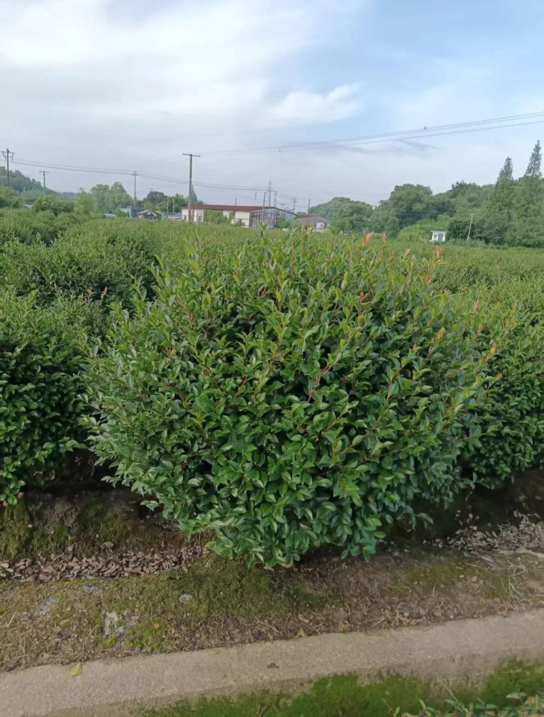 冠幅100厘米茶梅球