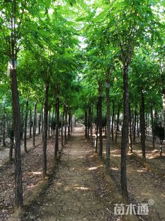 15公分香花槐