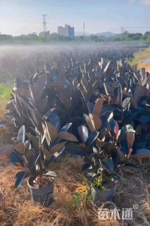 高度60厘米黑金刚橡皮树