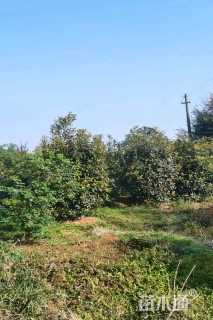 高度300厘米中华石楠