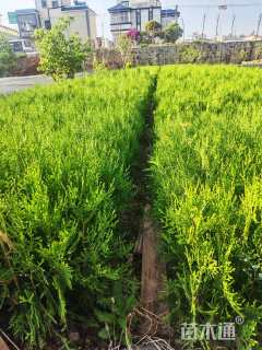 高度30厘米日本扁柏
