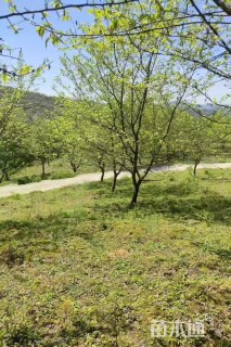 12公分日本早樱