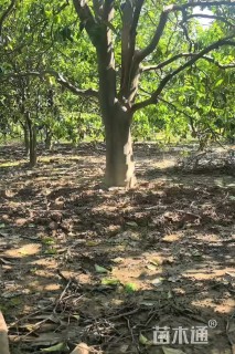 30公分(3杆)丛生香橼