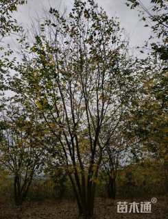 50公分(5杆)丛生朴树