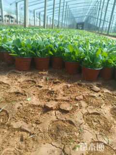 高度10厘米黑心金光菊