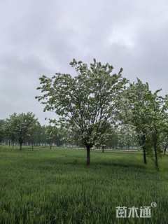 25公分流苏树