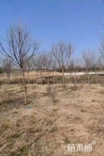 12公分流苏树