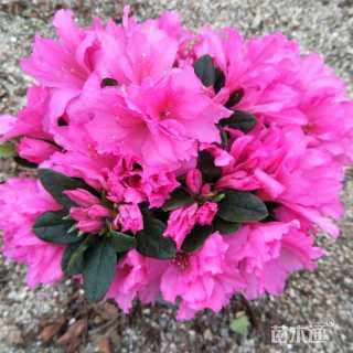 高度45厘米杜鹃