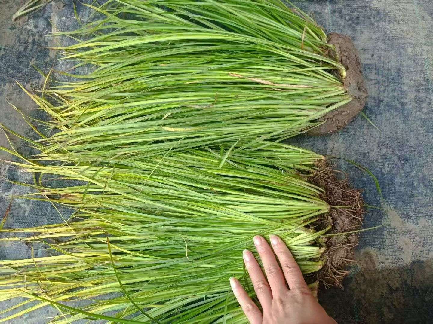 高度25厘米金叶石菖蒲