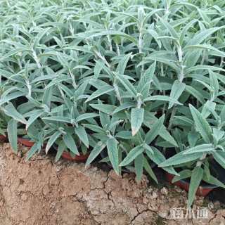 高度15厘米墨西哥鼠尾草