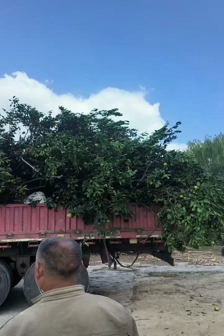 10公分橘子