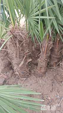 裸干高2厘米大王椰子