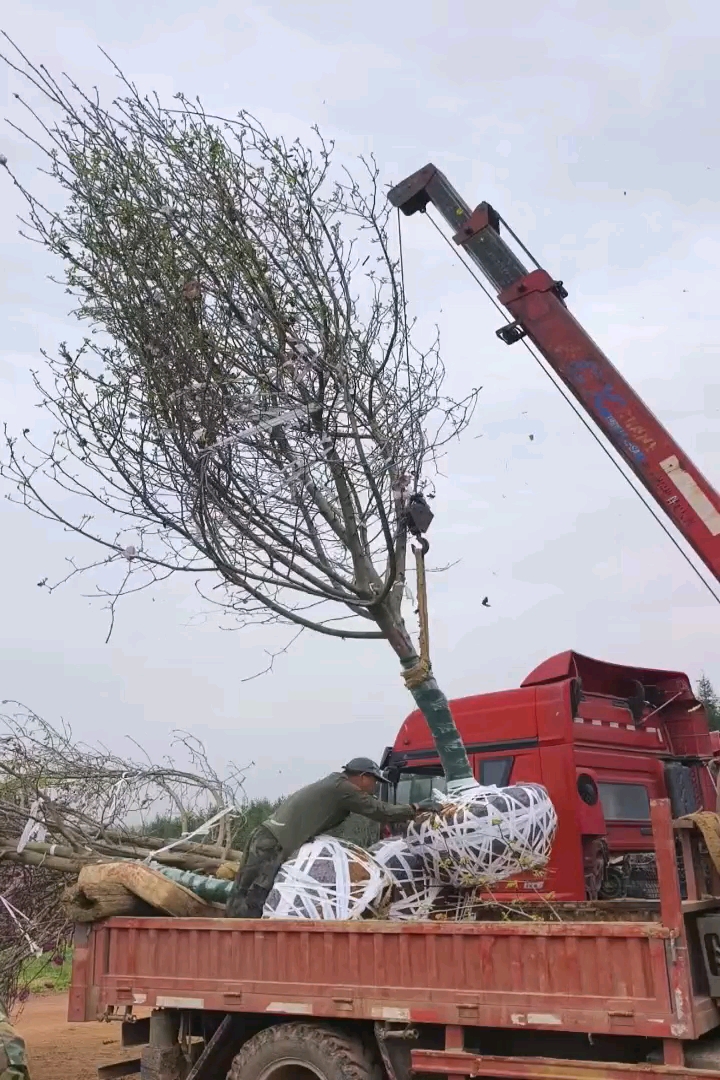 15公分紫玉兰