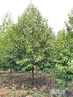 12公分乐昌含笑