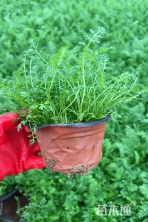 高度15厘米蓍草
