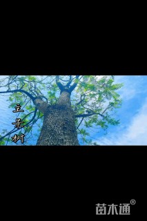 38公分蓝花楹