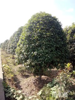 15公分桂花