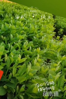 高度25厘米荚迷