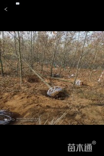 17公分麻栎