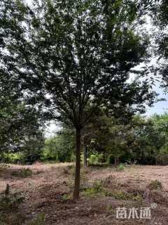 10公分大叶女贞