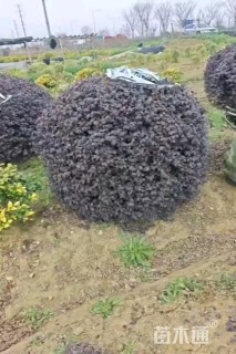 冠幅80厘米紫叶小檗球